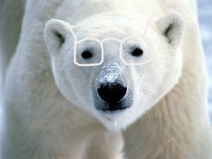A polar bear with glasses.